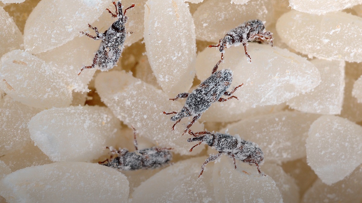 StoredProductInsectsSPIsinFoodFactoryEnvironments StoredProductInsectsSPIsinFoodFactoryEnvironments